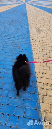 Померанский шпиц