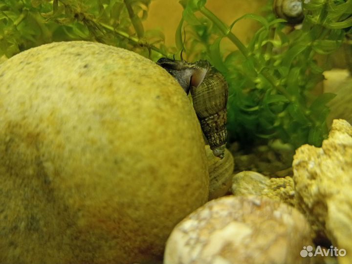 Улитки Мелания