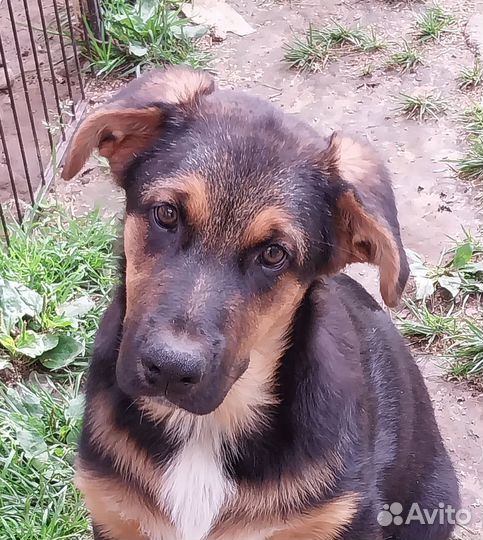 Мулан. Метис немецкой овчарки