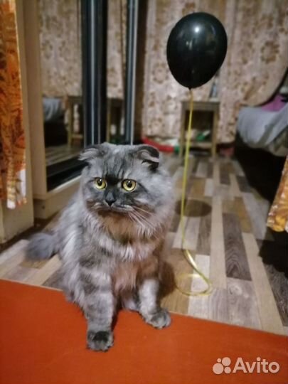 Вязка кошек