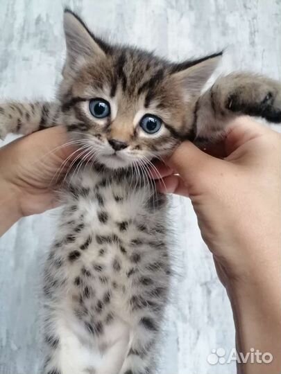 Котик в дар