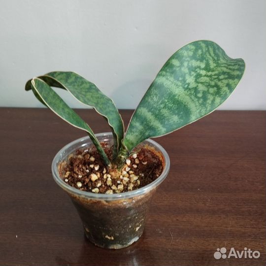 Хойя. Сансиверия