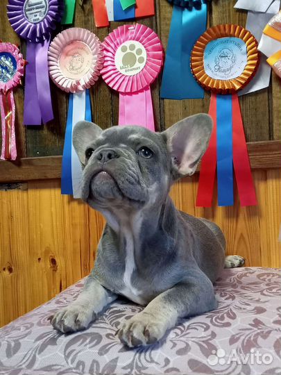 Французики