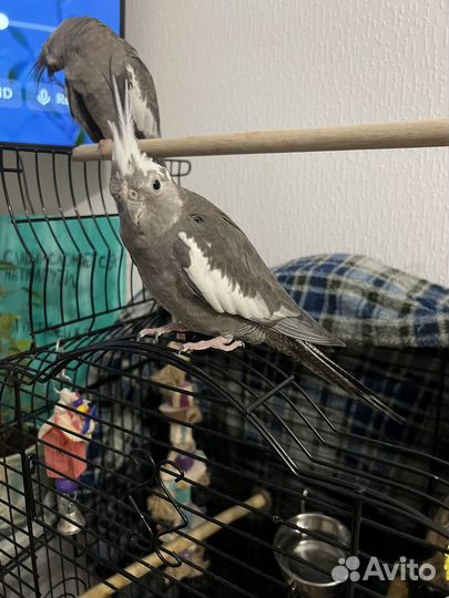 Попугаи корелла