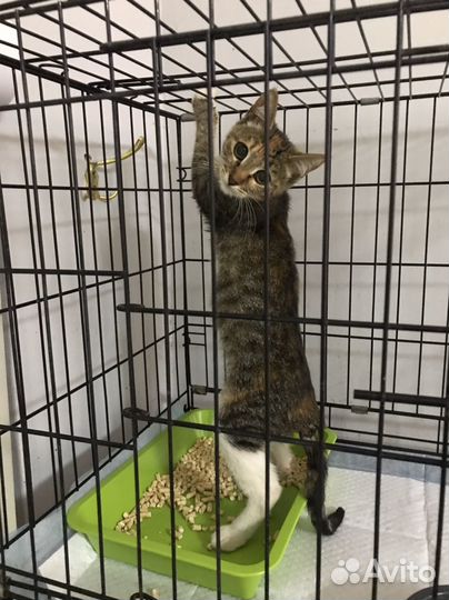 Котенок очень ищет дом