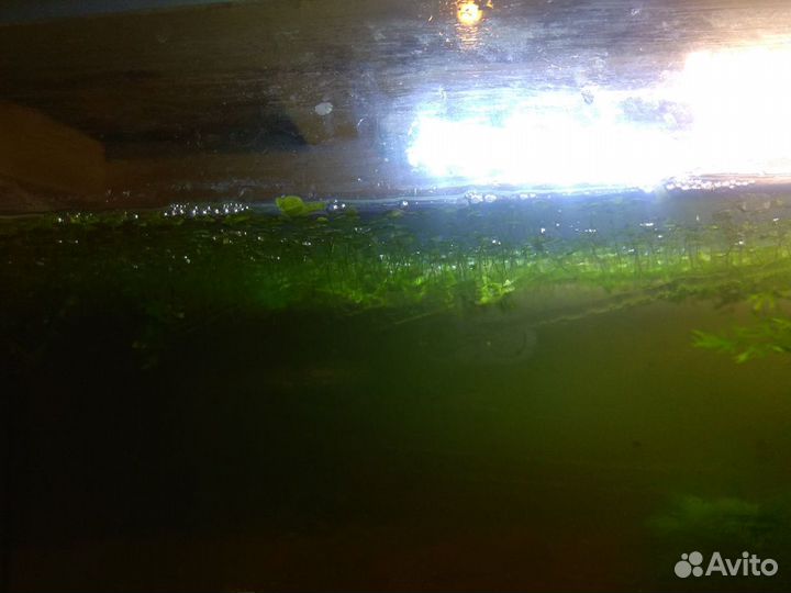 Аквариумные растения бесплатно