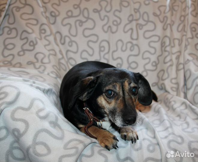 Собака Марго