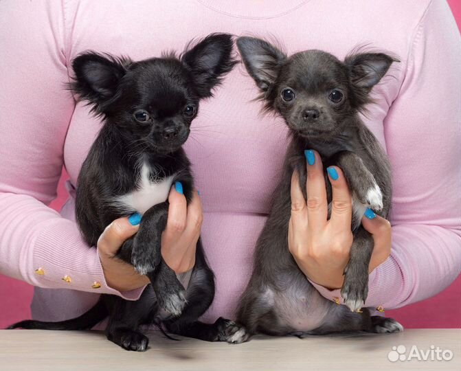 Щенки чихуахуа