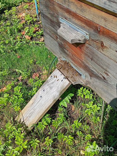 Улей с пчелами