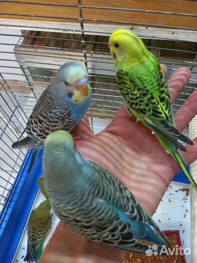 Птенцы волнистый попугай