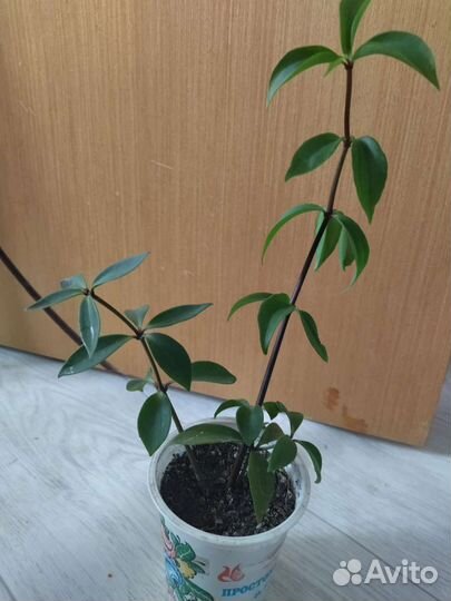 Пеперомия перескиелистная