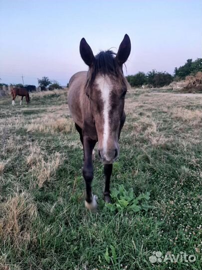 Продам лошадь