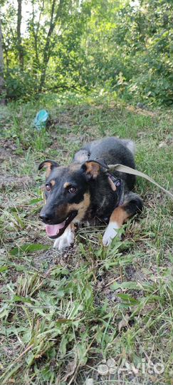 Трусишка Доротея (возраст 1 год)