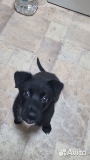 Щенок 2 мес