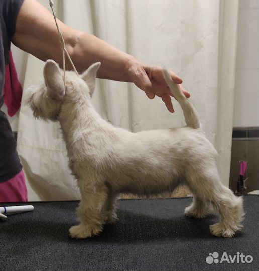 Выставочный щенок Вест Хайленд Уайт Терьер(Вестик)