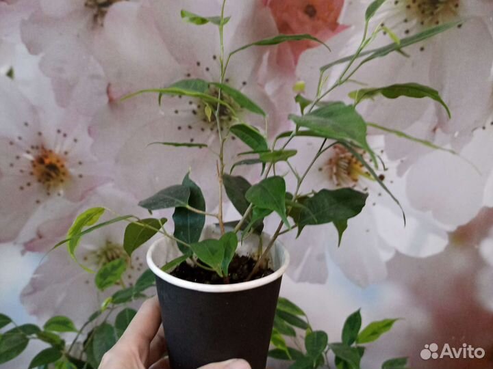 Фикус бенджамина