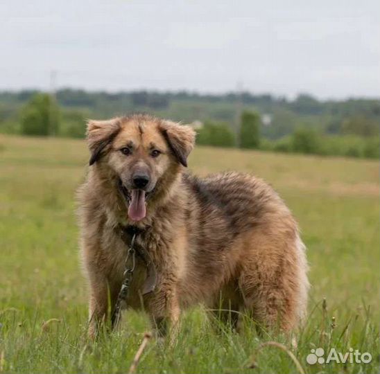 Метис кавказской овчарки Куршан в добрые руки