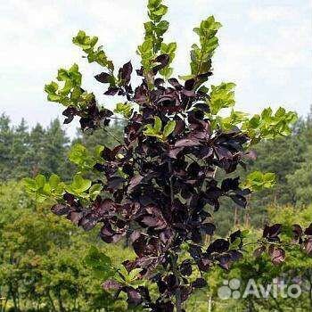 Черемуха шуберта