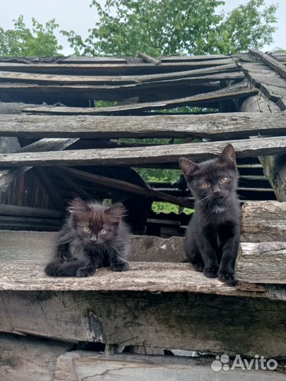 Котята в добрые руки бесплатно