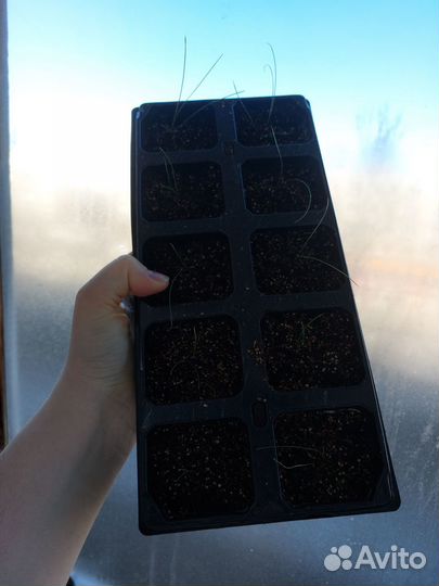 Овсянница сизая рассада