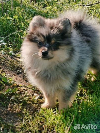 Щенки шпица девочка