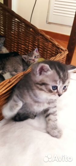 Кошки породистые