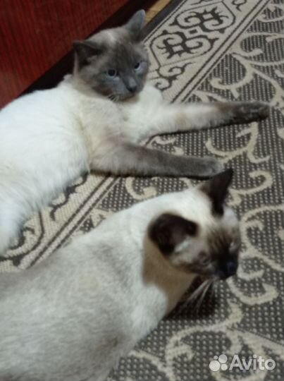 Тайский котик