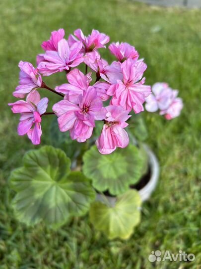 Пеларгония герань