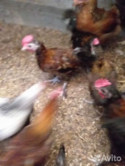 Петушки молодые
