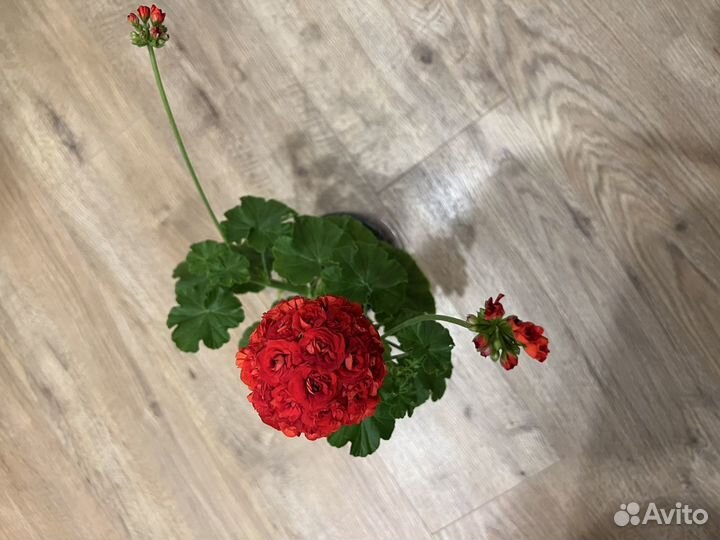 Герань розебудная красная и белая махровая