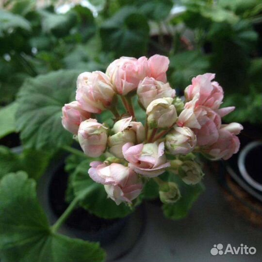 Герани и пеларгонии