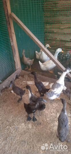 Утки индийский бегунок