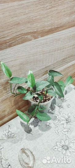 Монстера Сильвер Лиф