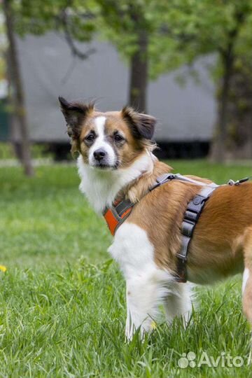 Маленькая собачка в добрые руки