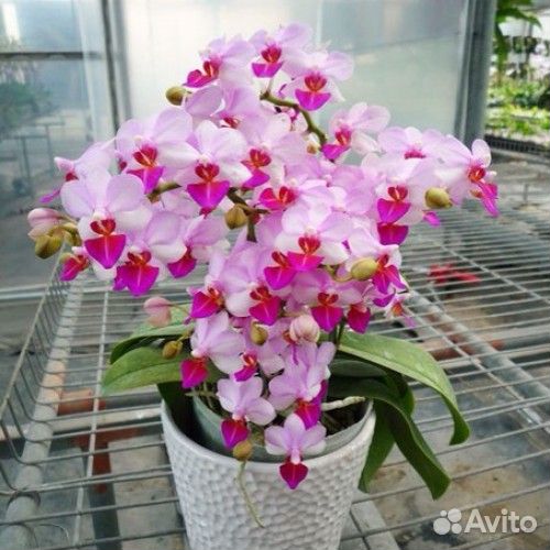Орхидея фаленопсис Азия подростки нецветущие