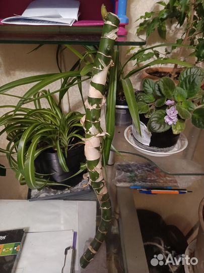 Диффенбахия (черенок)