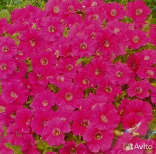 Петуния ампельная