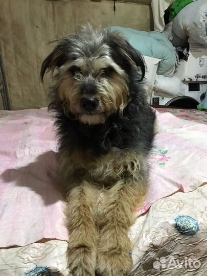 Собака в самые ответственные руки