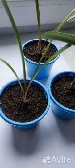 Гиппиаструм