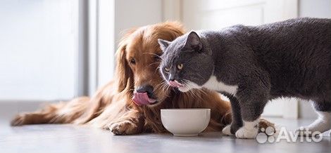 Диетология для собак/кошек