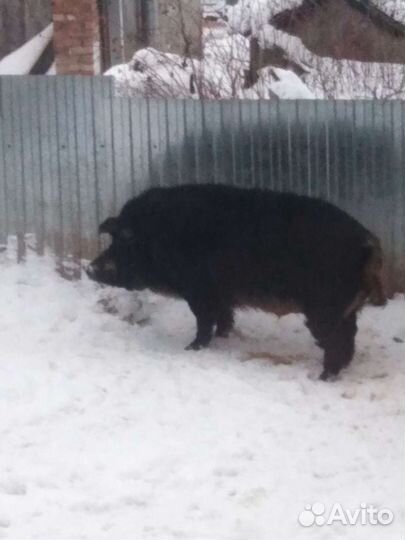 Поросятам 3 месяца