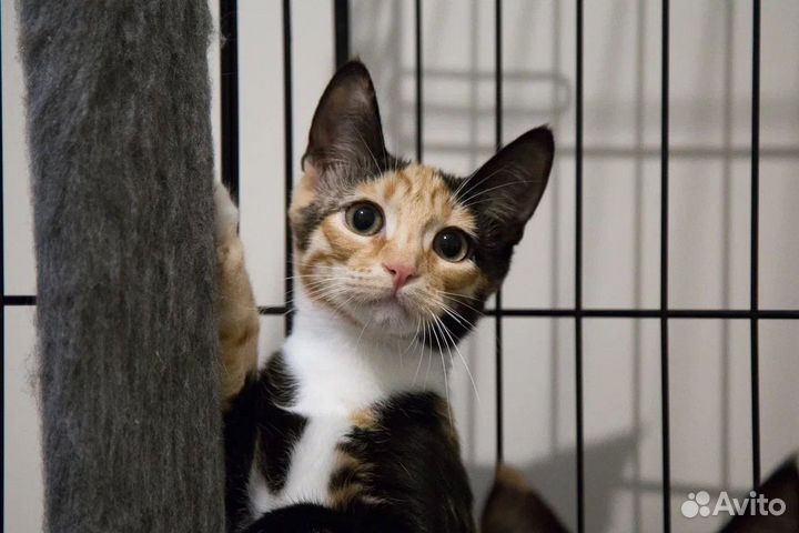 Кошка в дар котенок в дар