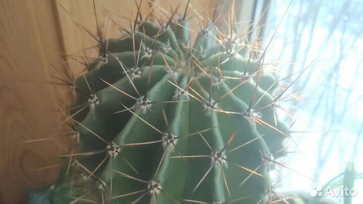 Большой кактус цветочные горшки