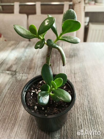 Толстянка (денежное дерево)