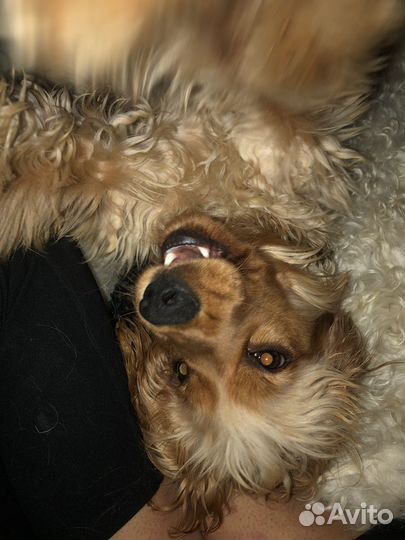 Вязка Кокер спаниель