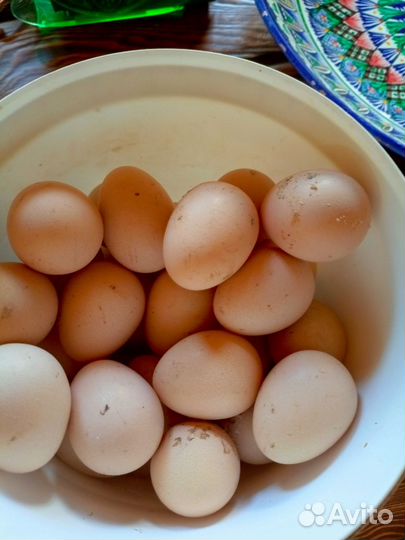 Яйцо инкубационное цесарки