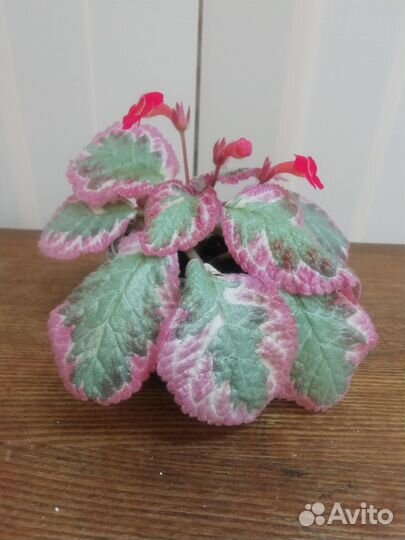 Эписция Клеопатра