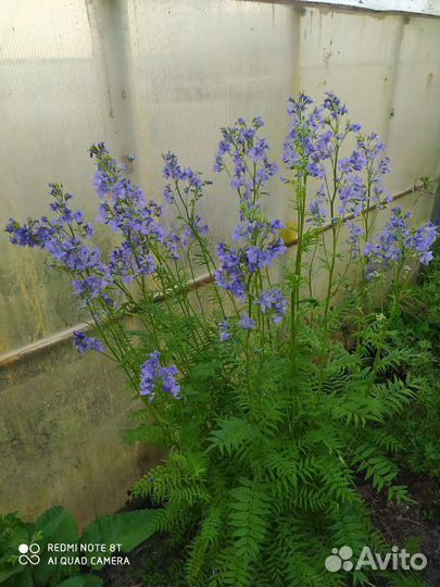 Лилейник, и др