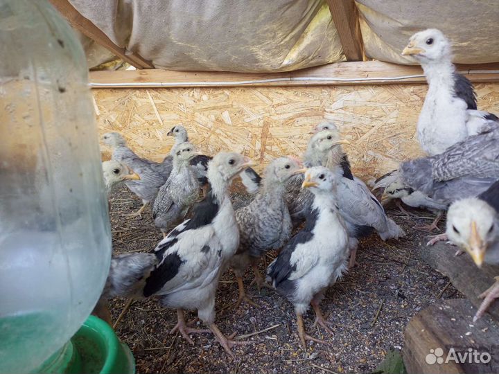 Утята, Циплята