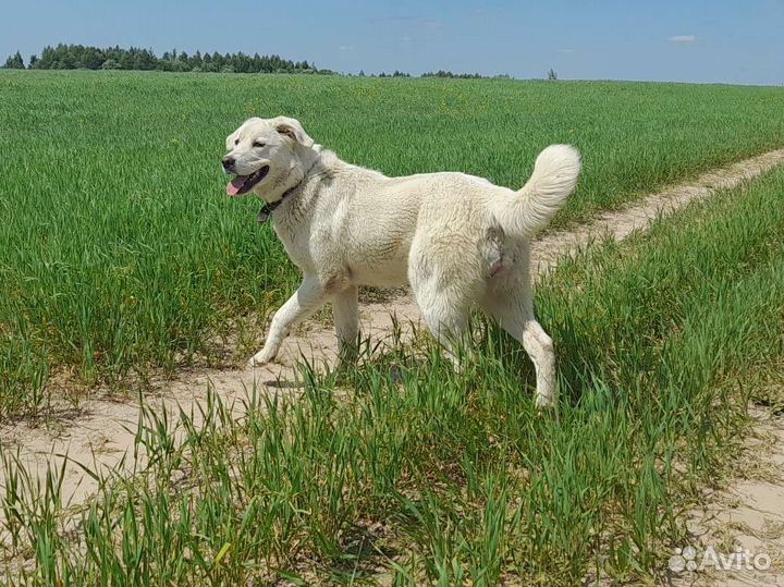 Собака в добрые руки